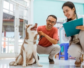 Premium Pet Ophthalmology Clinic in Los Angeles